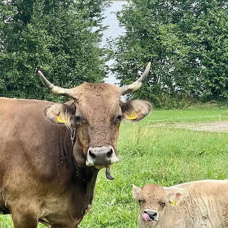 Apartment Moderner Altstadttraum